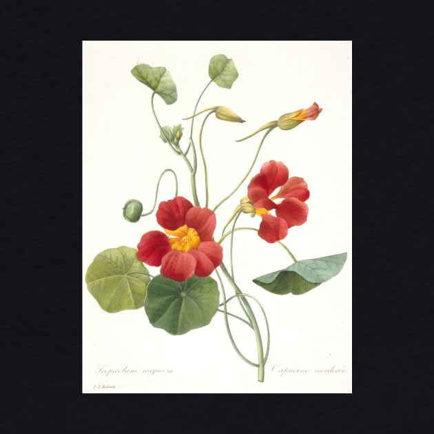 Tropaeolum majus (Garden Nasturtium) by Pierre-Joseph Redoute by Classic Art Stall